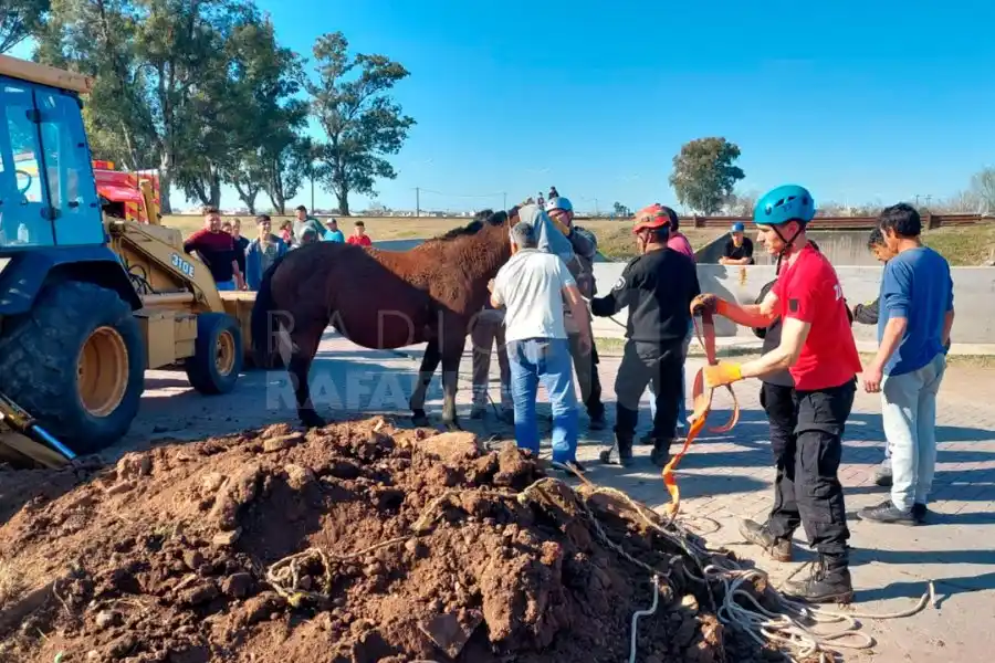 VIDEO | Rescataron a una yegua preñada que se cayó en un pozo en barrio Barranquitas