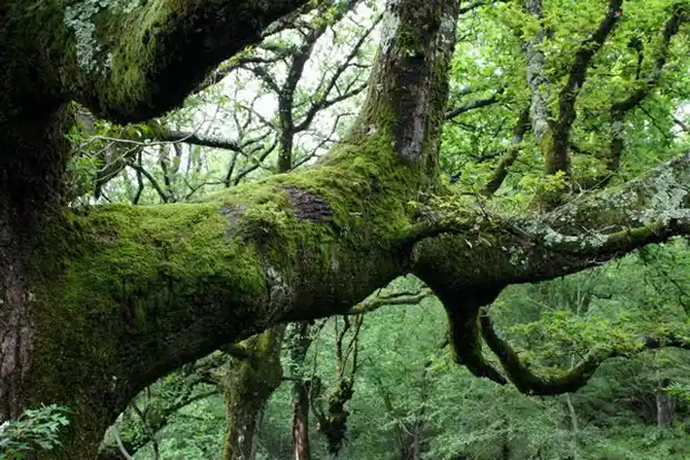 2012 sin Ley de Bosques