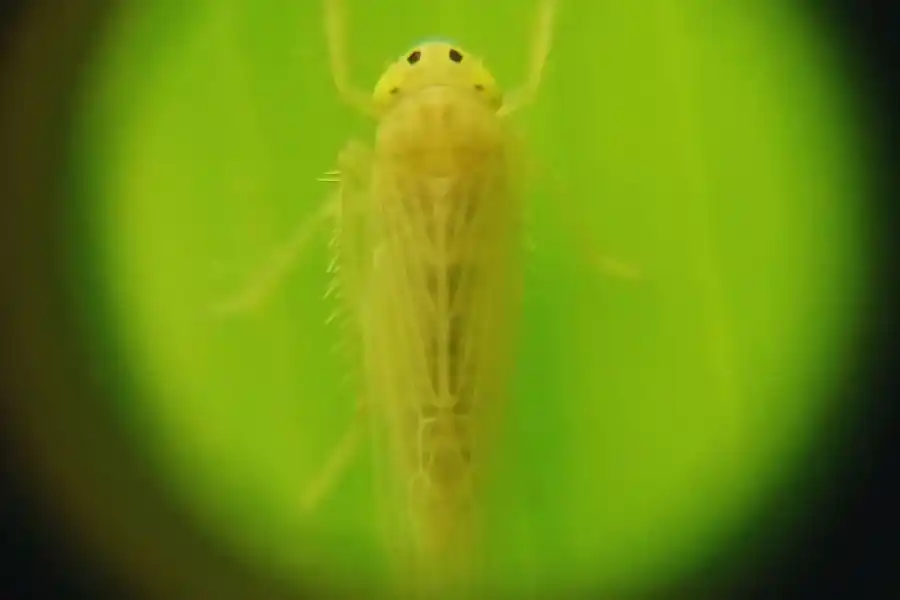 Publican mapa nacional de la chicharrita del maíz
