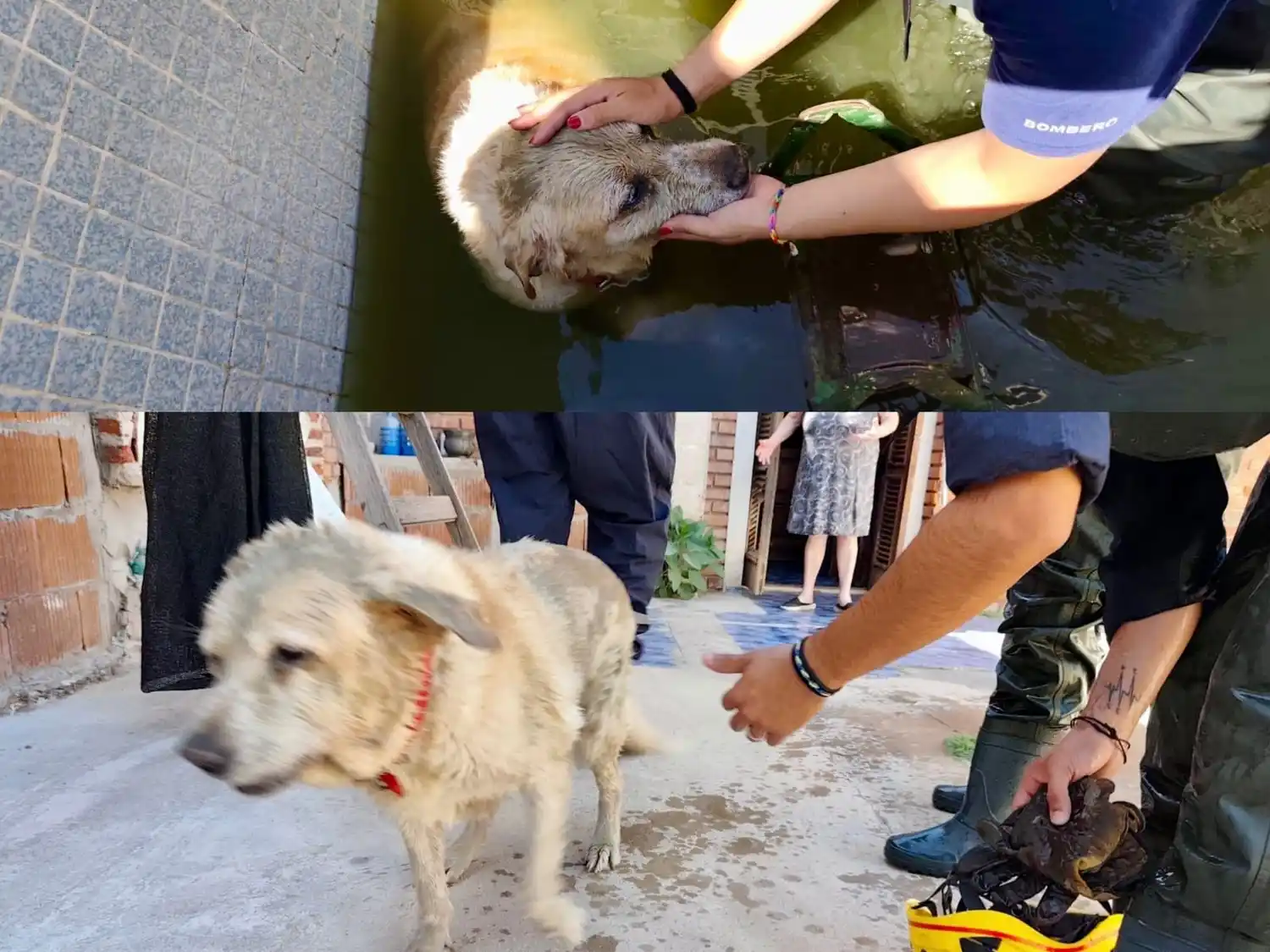 Bomberos lograron salvar al perro.