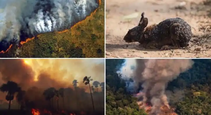 Bronca en las redes por la poca cobertura al incendio en el Amazonas comparado con Notre Dame