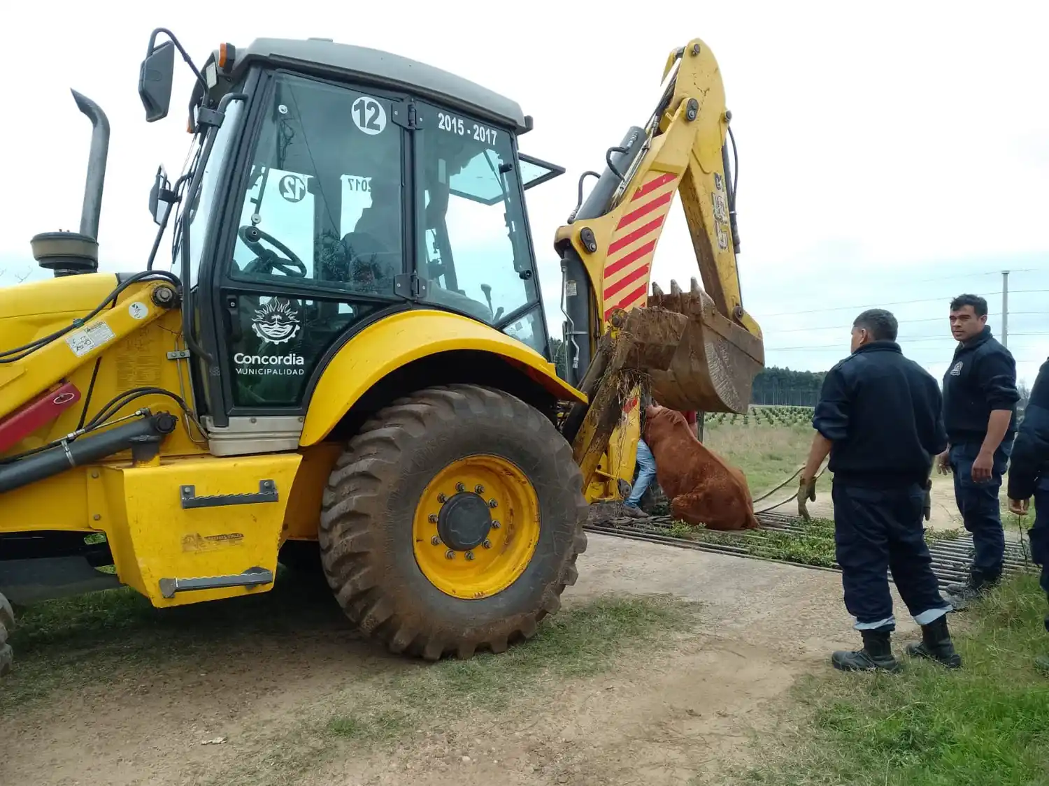 Bomberos y personal de la Municipalidad rescataron a un caballo 