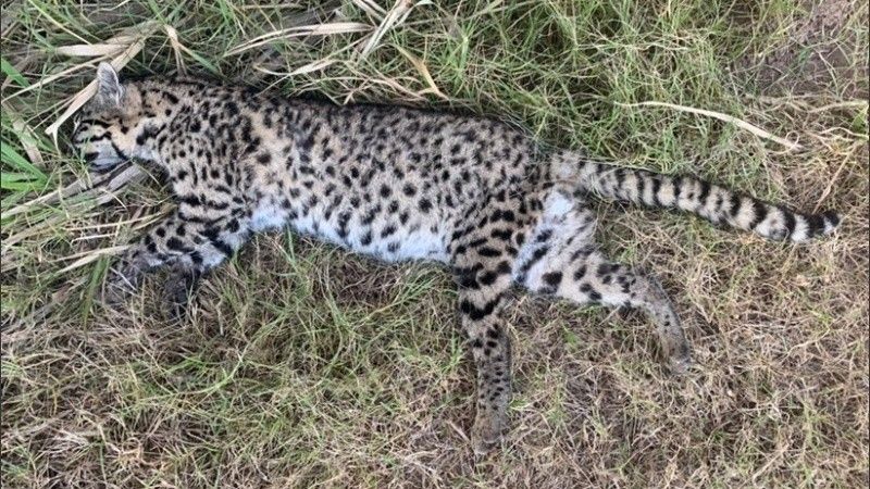 Hallaron un yaguareté muerto en Soldini
