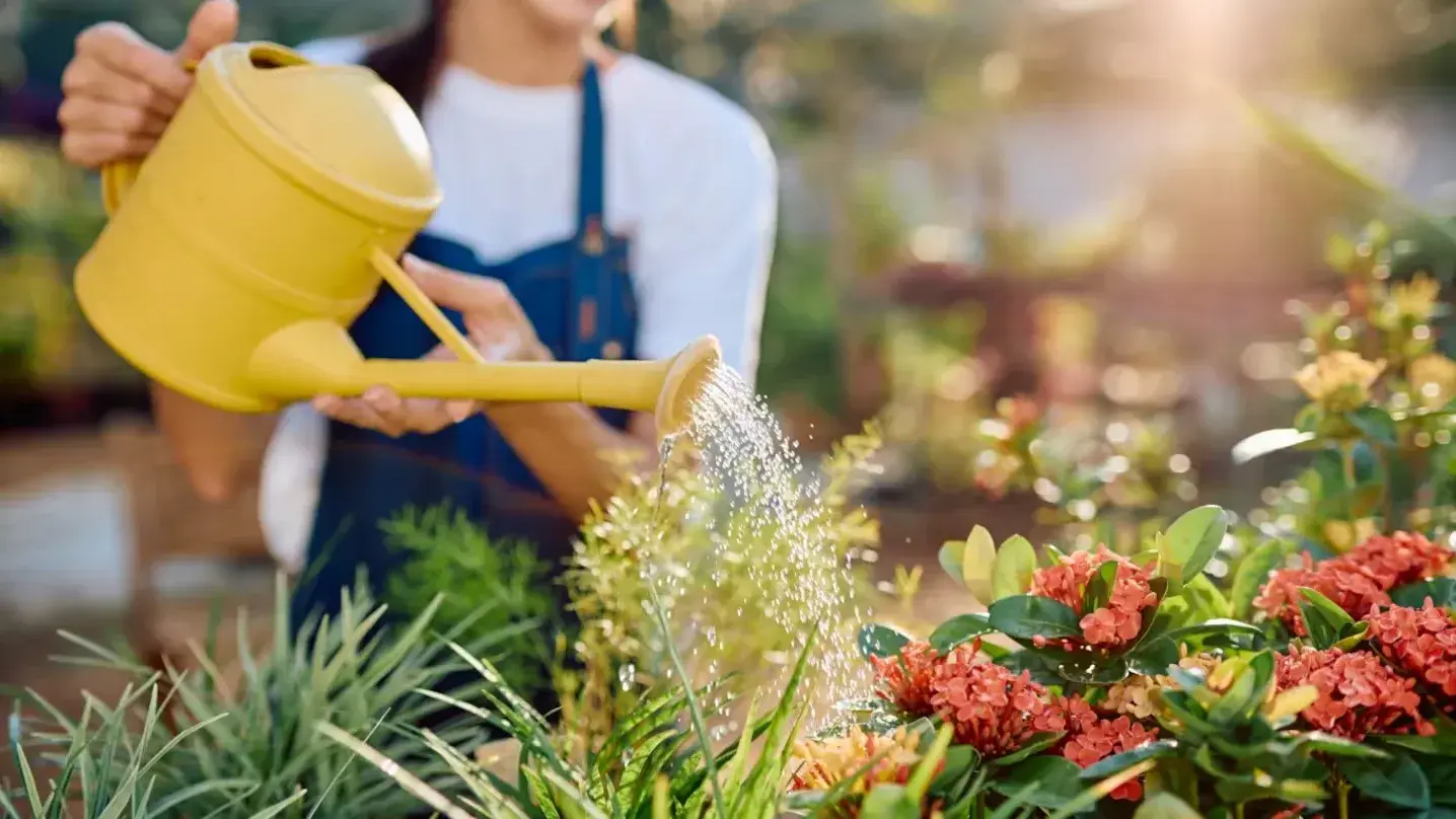 Por qué las plantas no deben regarse a cualquier hora del día
