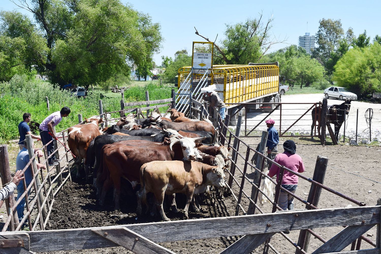 El 50 por ciento de la hacienda de la zona de islas ya fue trasladada