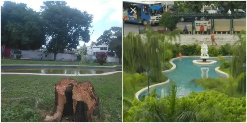 ¿Ministerio Público hará justicia por los sauces llorones?