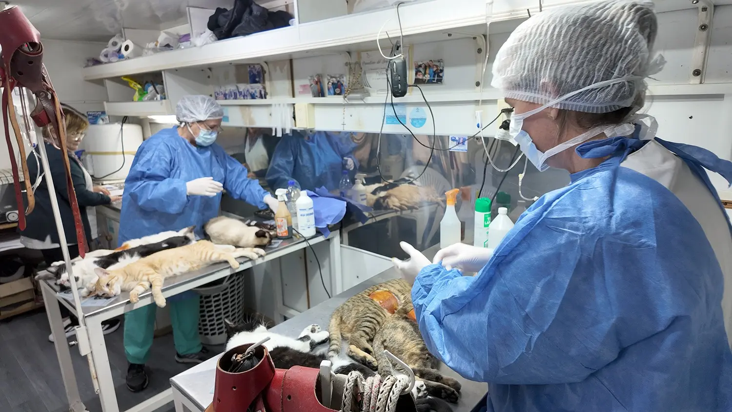 El objetivo del quirófano es frenar la superpoblación de animales