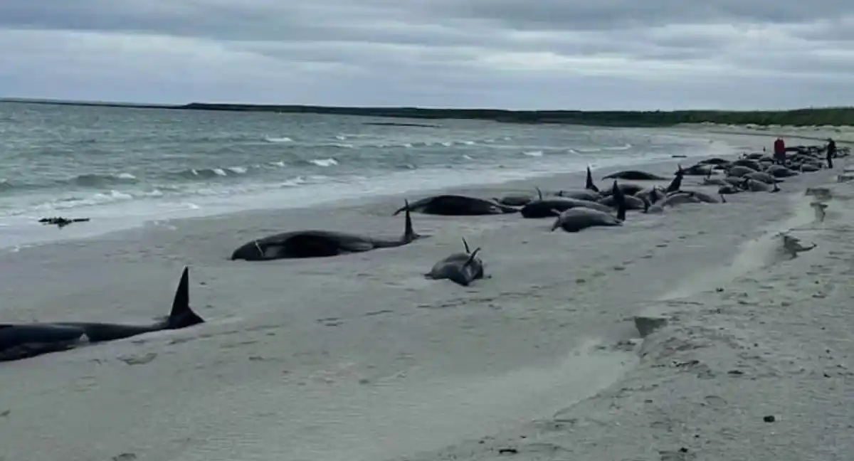 Más de 70 ballenas varadas en una isla de Escocia: EN SU MAYORÍA MUERTAS