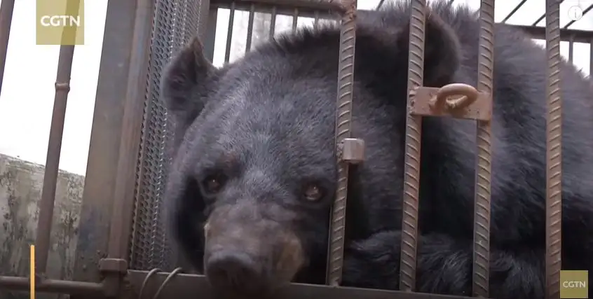 Adoptaron y criaron dos años a un oso pensando que se trataba de un perro