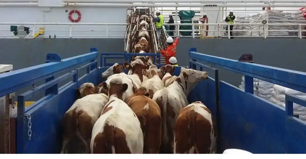 manifestacion animales barcio decreto 133 2025 - 2