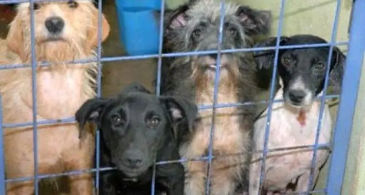 Proponen charlas sobre adopción responsable de animales en escuelas