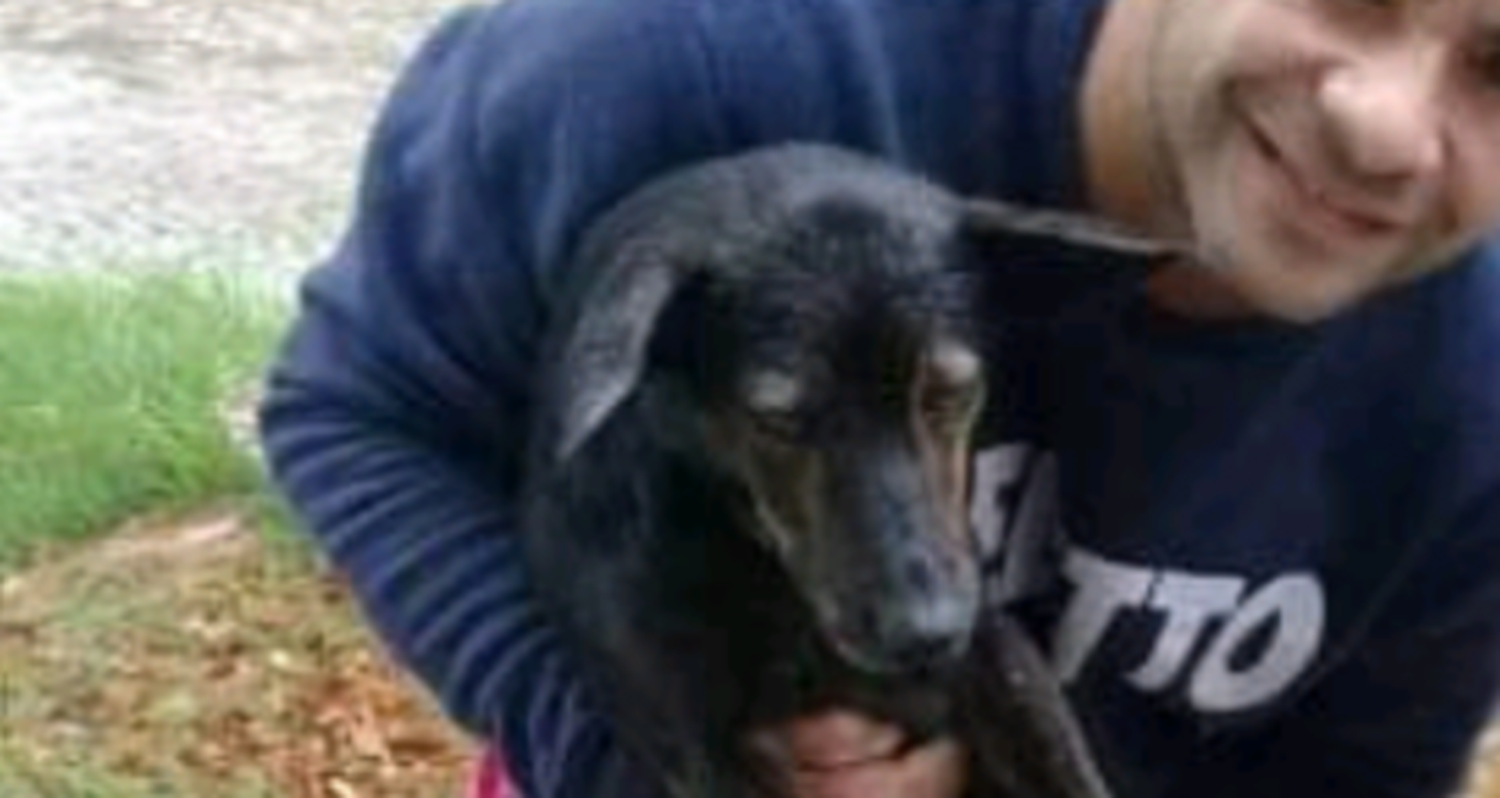 Perro perdido