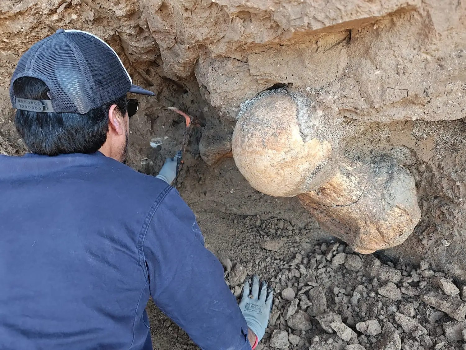 El material recuperado corresponde a un fémur derecho muy completo y en excelente estado de conservación.