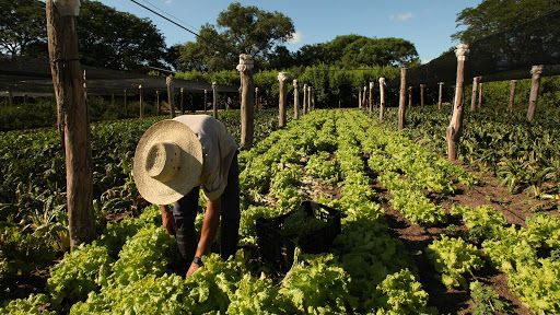 Proyecto para promover buenas prácticas de producción de alimentos