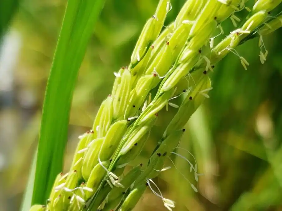 Revelan que el arroz se produce a precios por debajo de la inflación