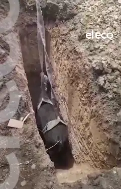 En un campo de la zona, una vaca cayó en un pozo y realizaron un importante esfuerzo para sacarla