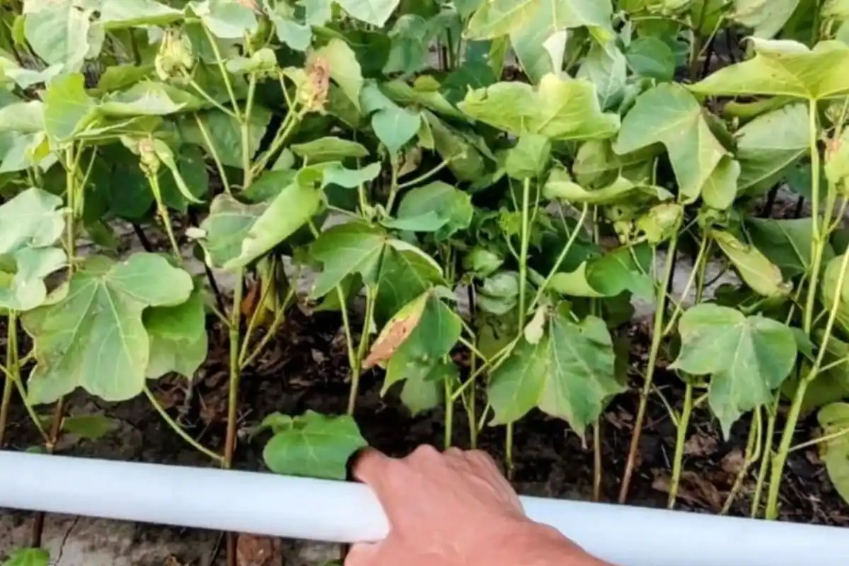 La campaña algodonera en el noroeste santafesino podría sufrir serias consecuencias