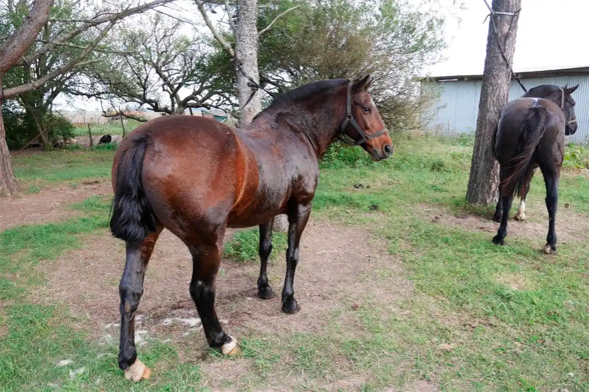 Victoria:un hombre murió tras caer de su caballo y ser arrastrado en la vía pública