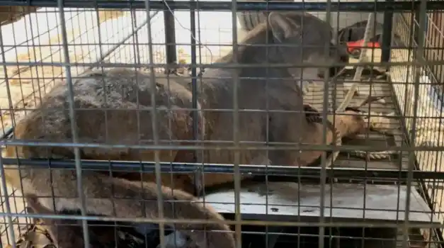 Un puma se paseaba por los patios de los vecinos de Coronel Rosales: Fue capturado