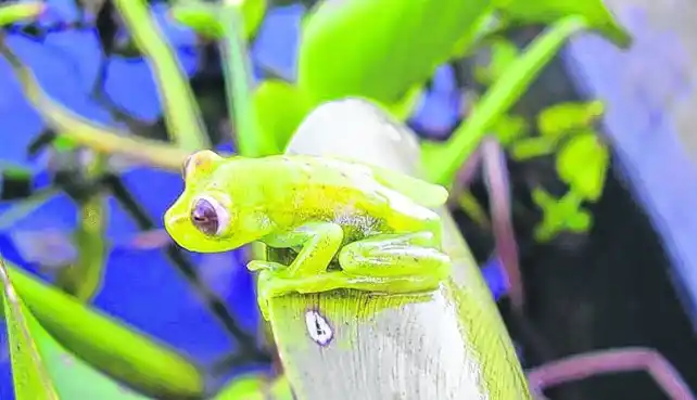 La deforestación y los agroquímicos amenazan a los anfibios