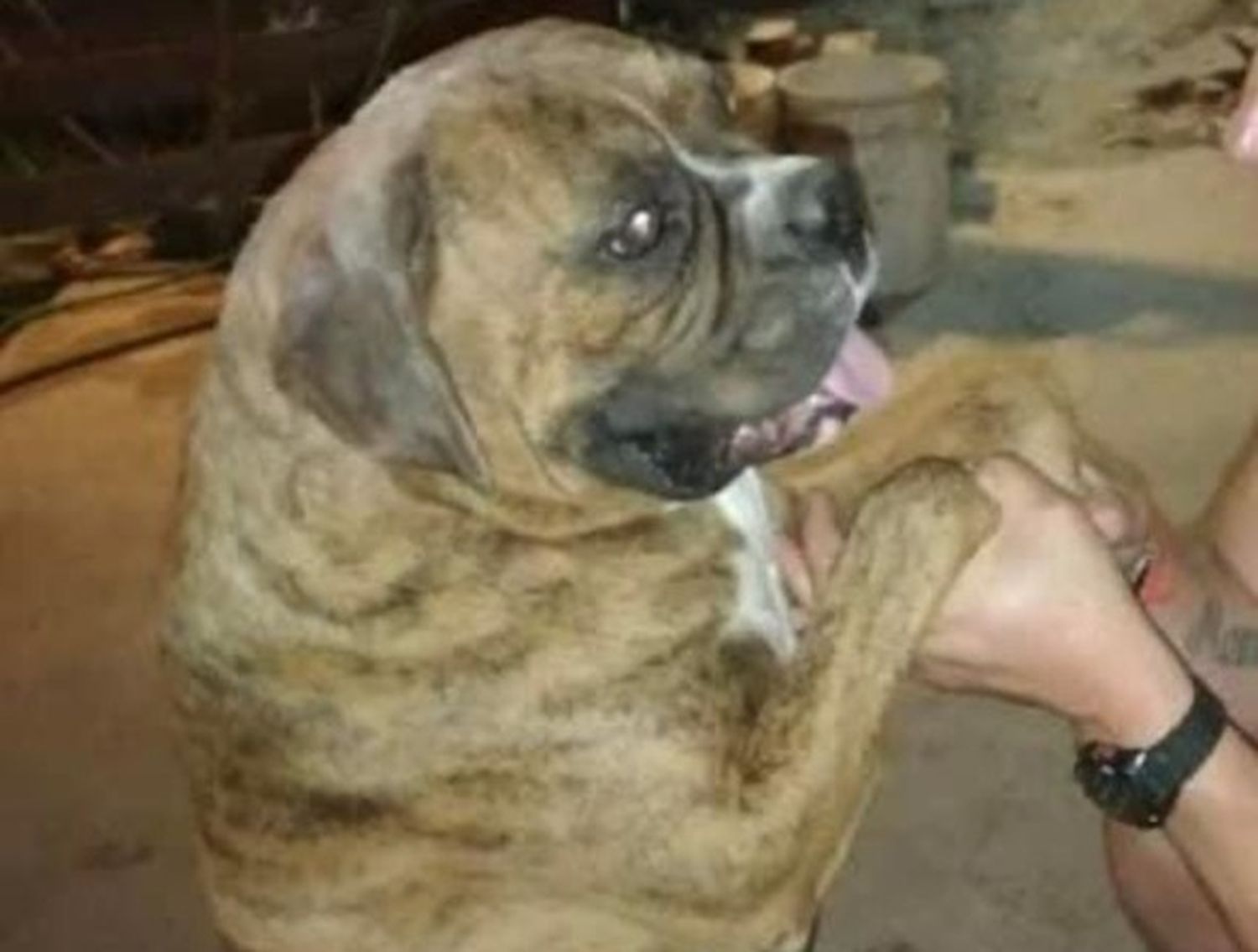Macarena busca a su perro Coco