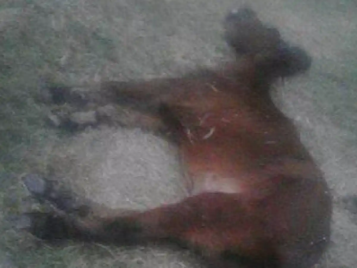 Denuncian otro supuesto caso de maltrato animal