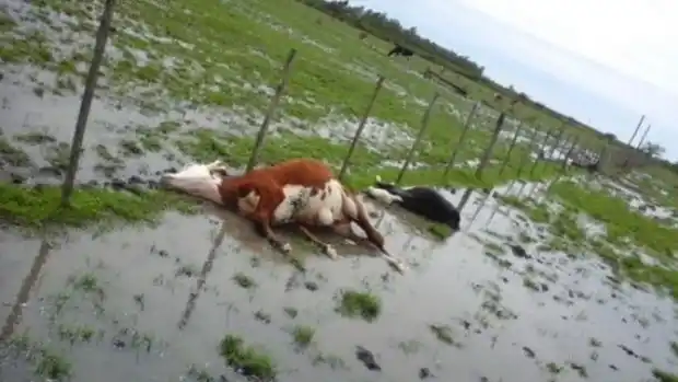 Una centella mató a cinco vacunos en un campo del norte entrerriano