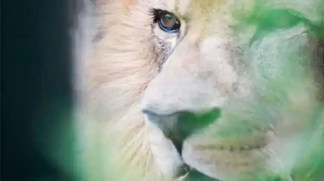 Zoo de La Plata: trasladaron a dos leonas a un santuario de Estados Unidos
