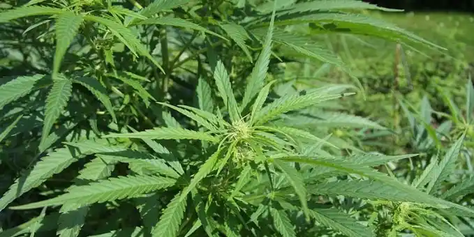 Mar del Plata: Llamó a la policía y le descubrieron una plantación de marihuana en su jardín