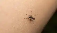 Salud retoma las acciones para prevenir el dengue