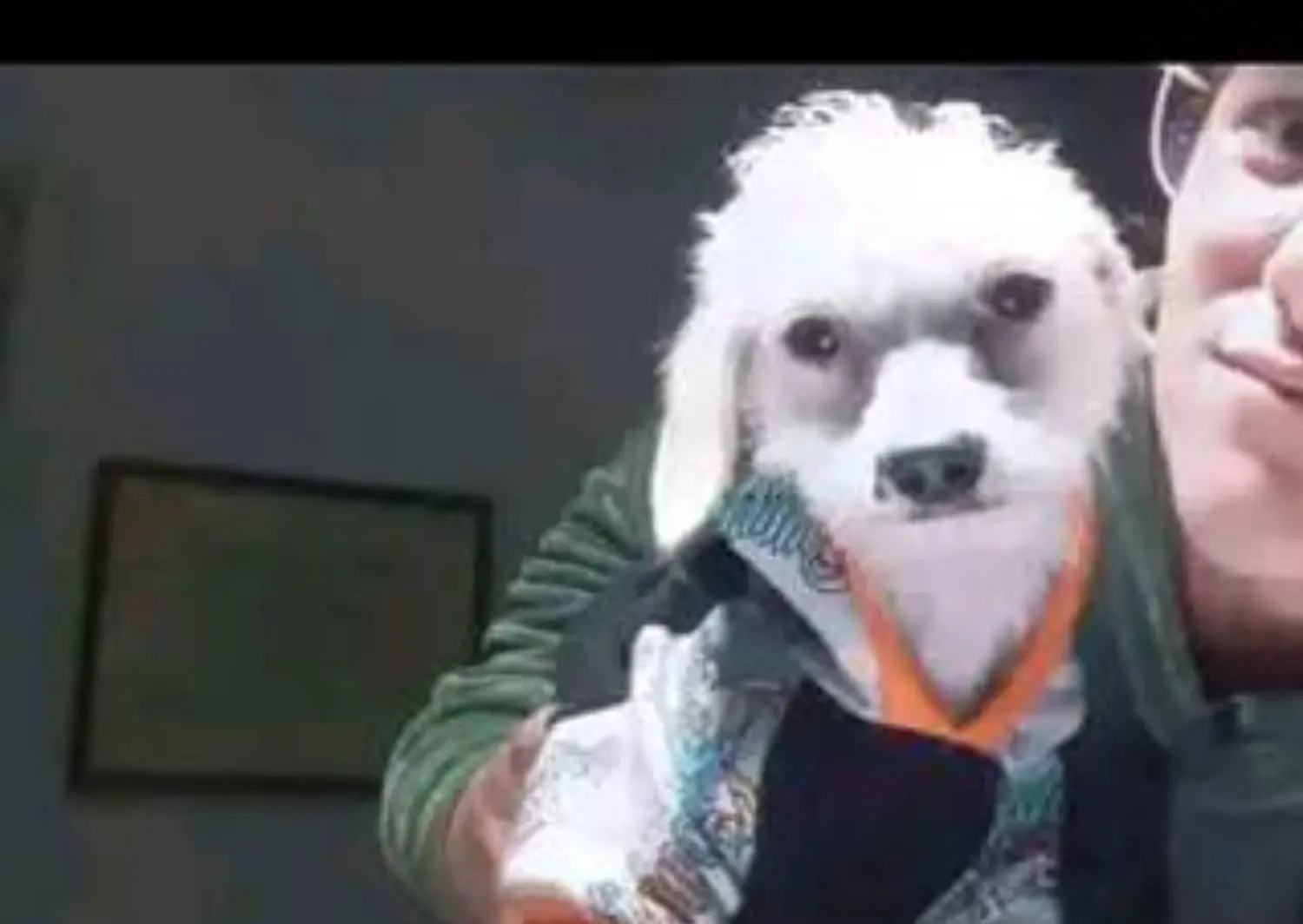 Mascotas: Carmina busca a su perrita Mora
