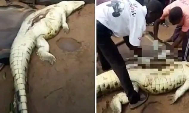 Mataron a un cocodrilo, lo abrieron y sacaron los restos de un niño