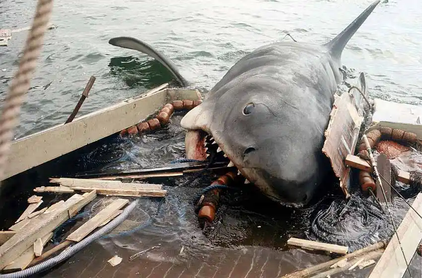 Hallaron un diente de un prehistórico tiburón en la costa atlántica argentina
