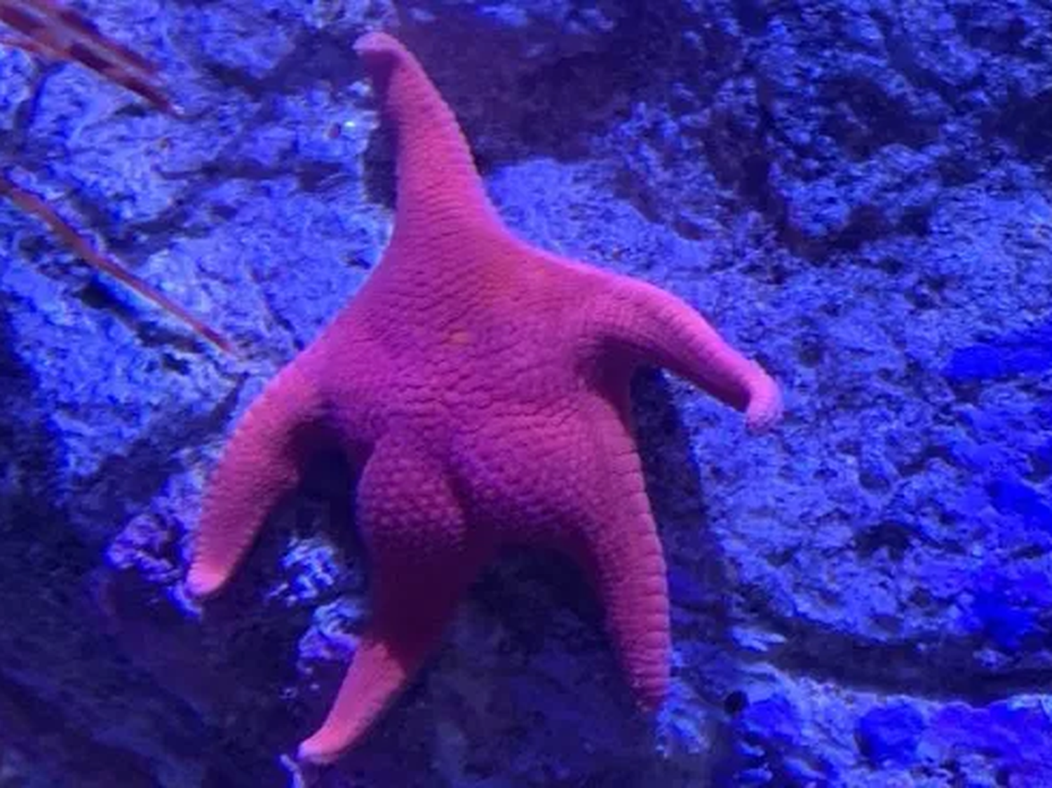 La estrella de mar “culona” que conquistó las redes y la ciencia