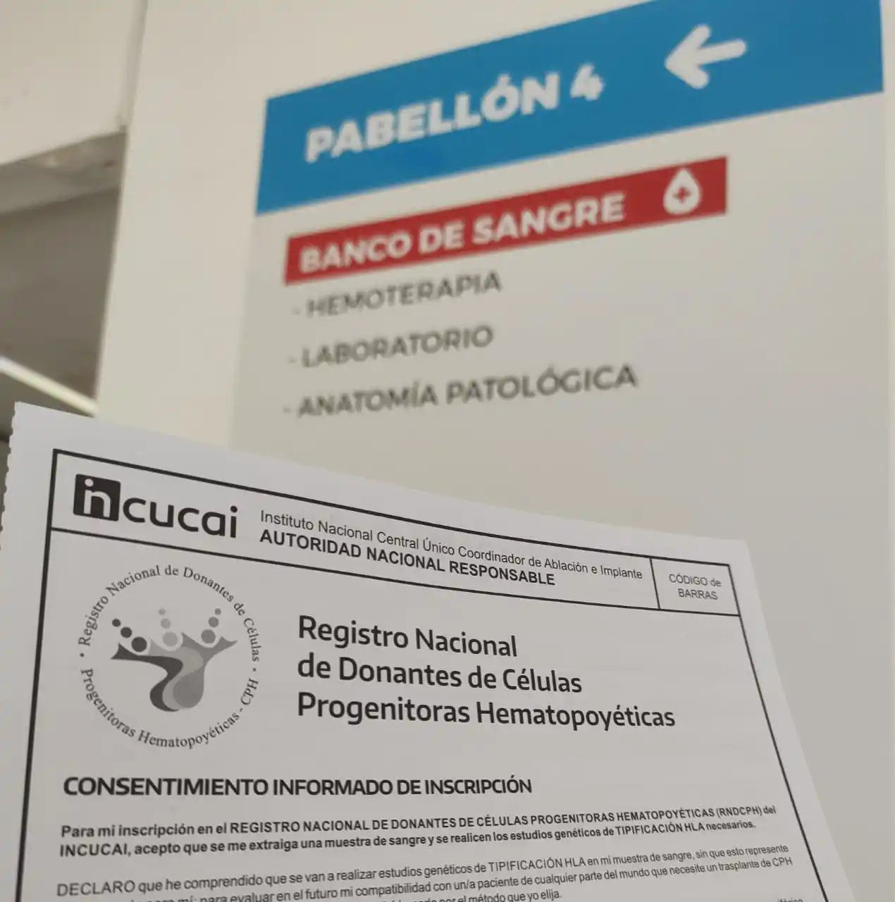 donacion médula ósea