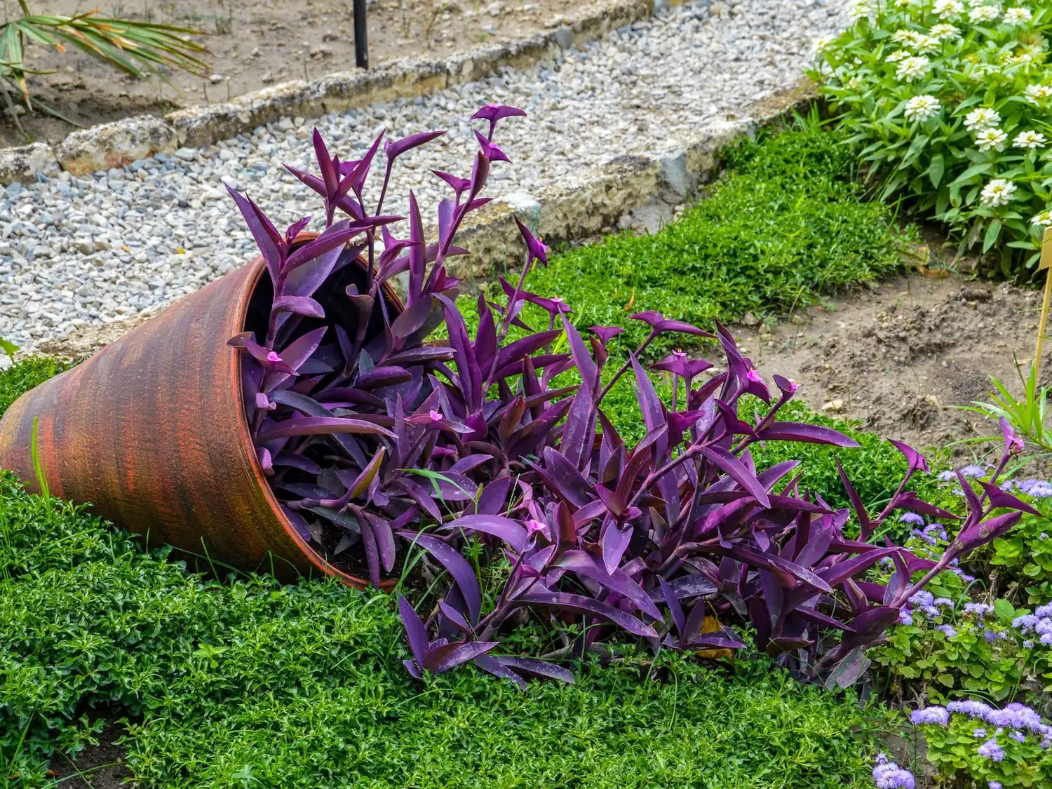 Cuatro plantas que pueden crecer en agua y son fáciles de mantener dentro de casa - 3