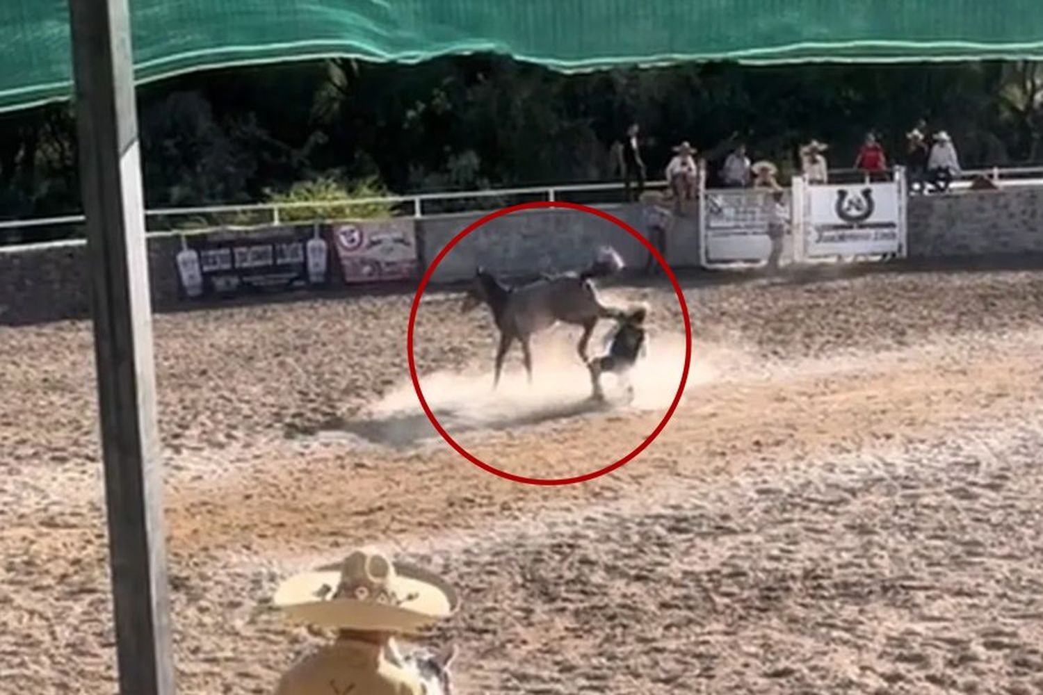 Una escena de terror: un jinete sufrió un tremendo golpe de un caballo en pleno festival de doma