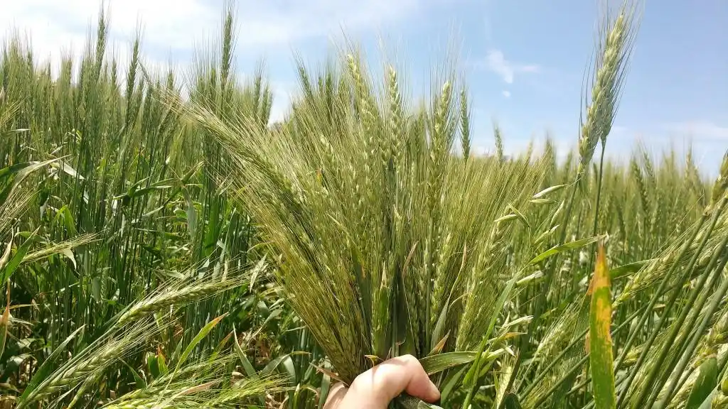El trigo por las nubes: superó los u$s 400 en Chicago