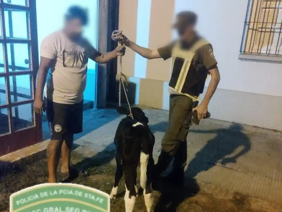 Ternero llevado en un baúl de un Ford Fiesta