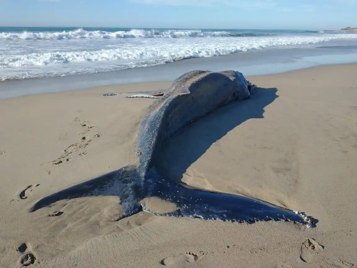 Encontraron una ballena muerta en las playas de Mar del Plata