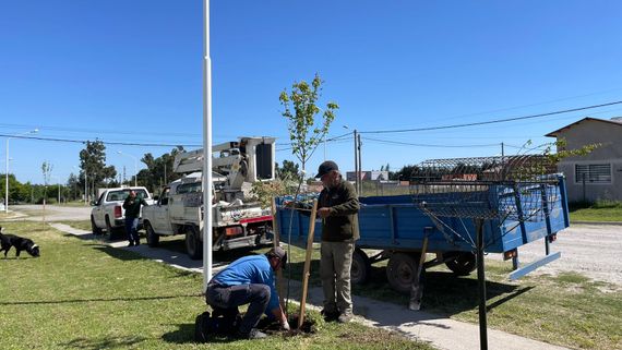 Comenzó la plantación de “Un árbol para tu vereda”: cómo pedir un ejemplar