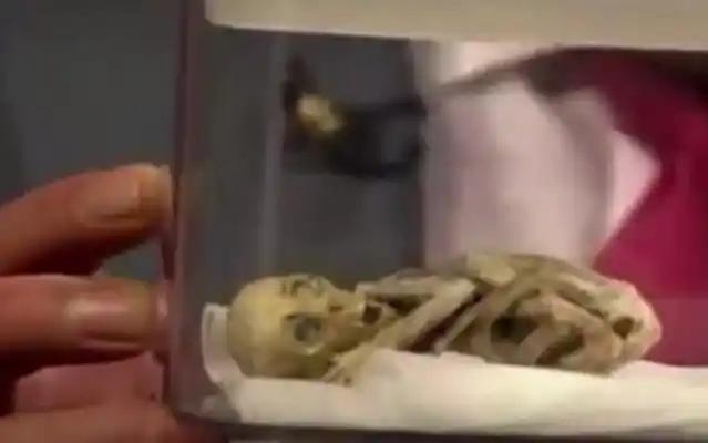 Investigador de Ovnis mostró un "extraterrestre" en un programa de televisión