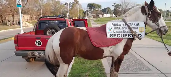 Comando Radioeléctrico recuperó caballo robado