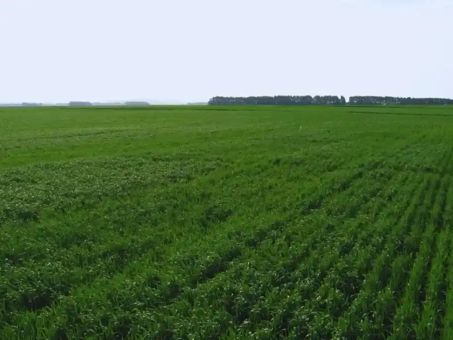 La nutrición impacta en el rinde y en la calidad del grano