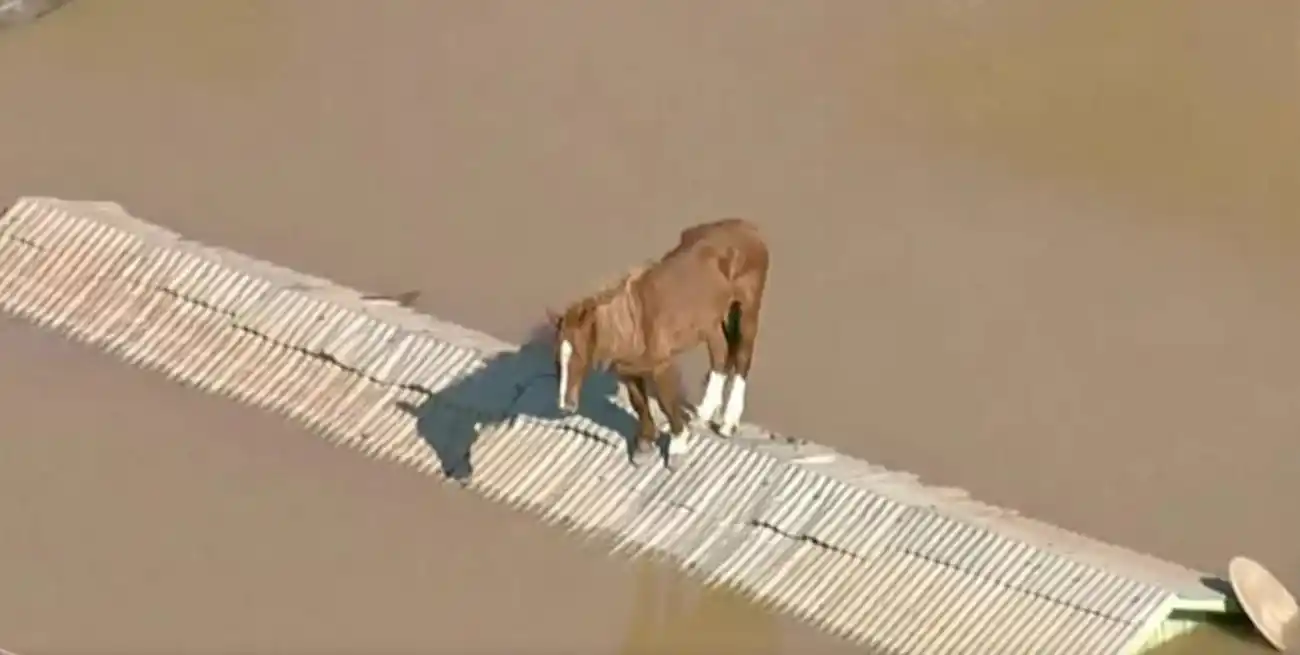 Caramelo. El caballo rescatado en Brasil que se convirtió en una de las imágenes de la tragedia que vive el estado de Rio Grande do Sul con las inundaciones.