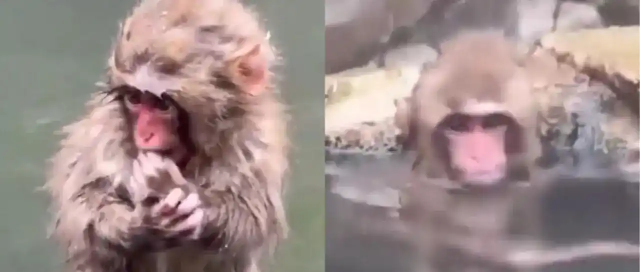 Punch vuelve a ser viral tras perder su peluche de orangután.