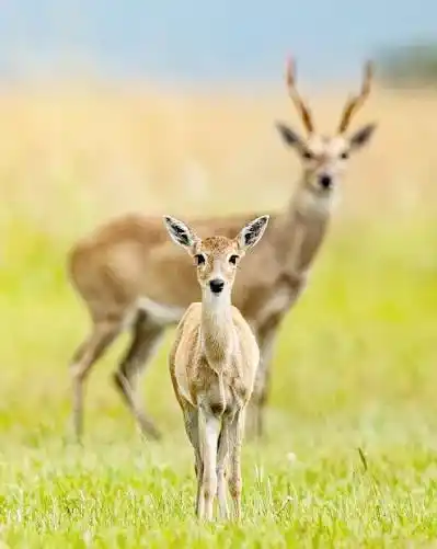 Una nueva oportunidad para el venado de las pampas: ser un Monumento Natural Nacional