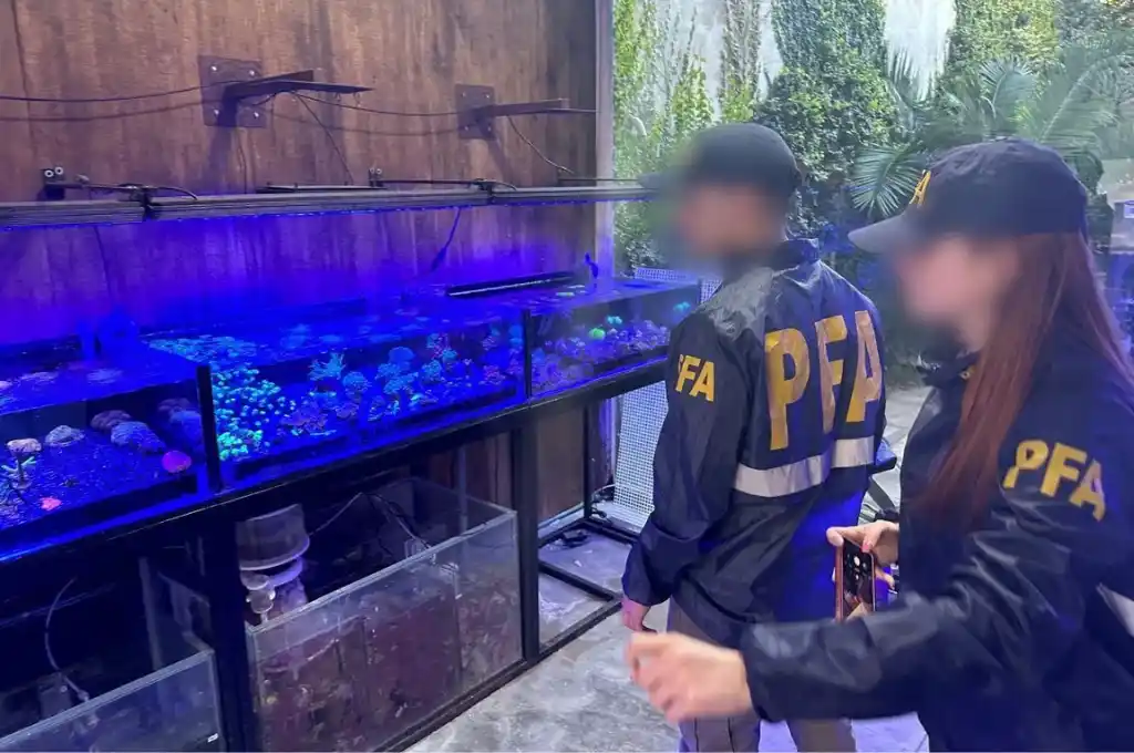 Los operativos se realizaron en los barrios de Belgrano, La Paternal, Villa Devoto y Villa Crespo.