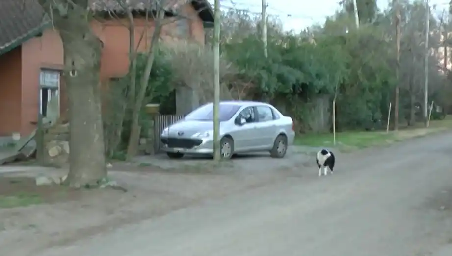 Aumentó llamativamente la cantidad de perros envenenados en el Barrio Golf