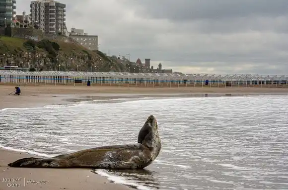 La foca leopardo que visitó Varese volvió al mar